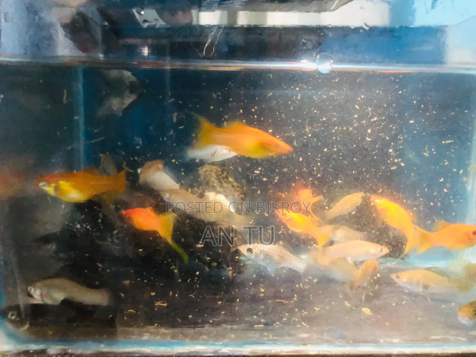 Mixed Molly Fish