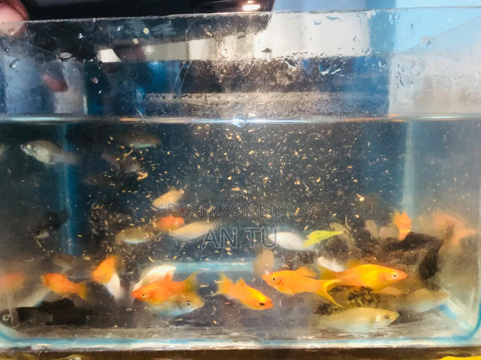 Mixed Molly Fish
