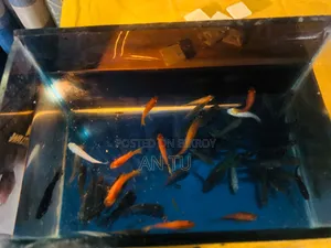 Mixed Molly Fish