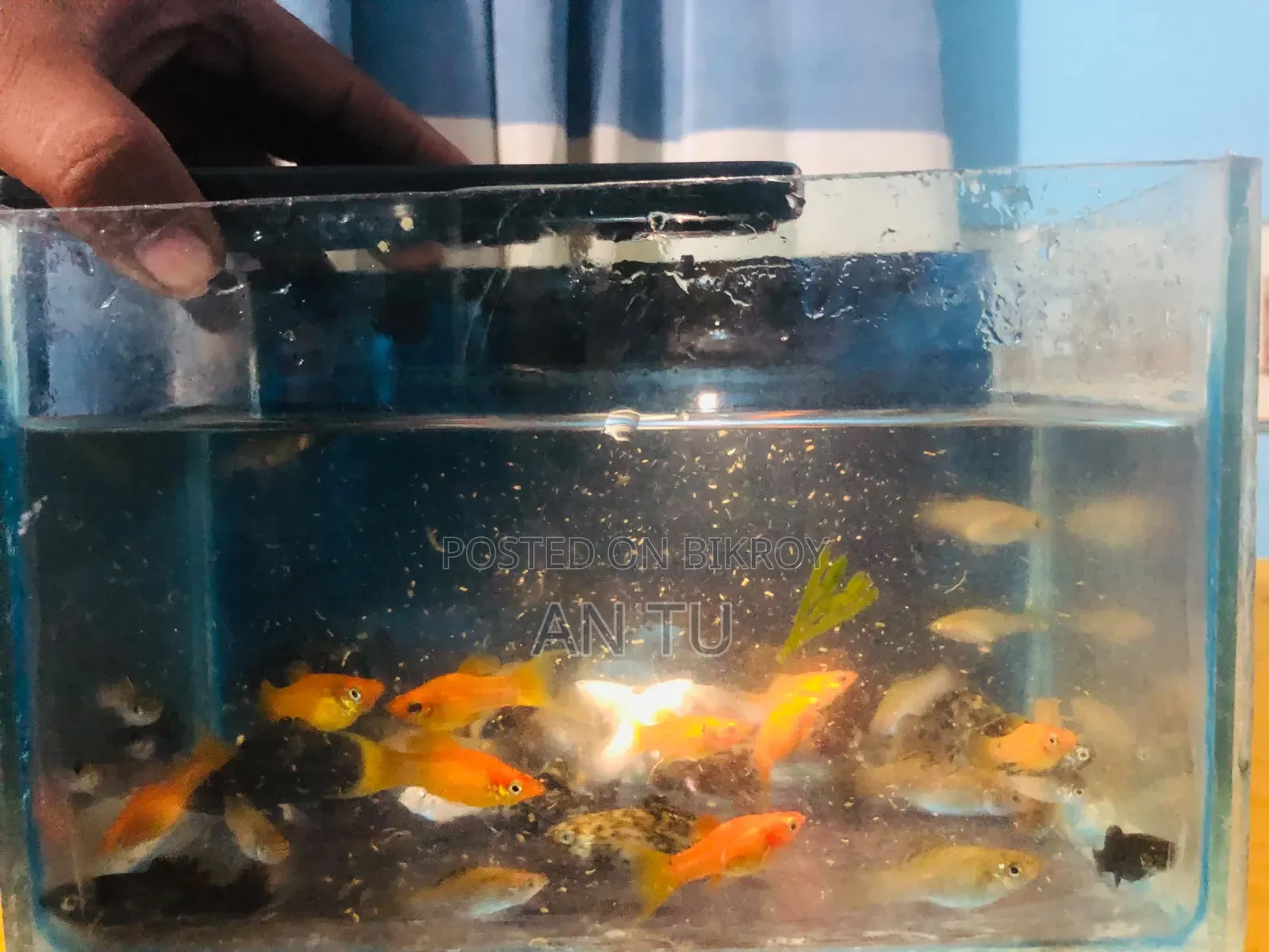Mixed Molly Fish