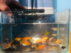 Mixed Molly Fish