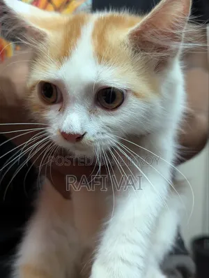 3-6 Months Male Mixed Breed Persian