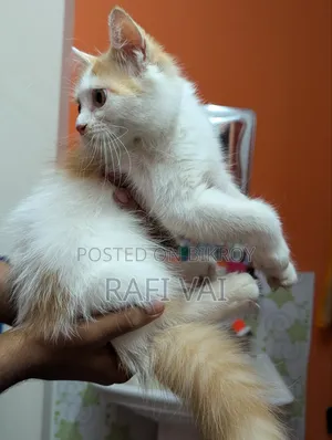 3-6 Months Male Mixed Breed Persian