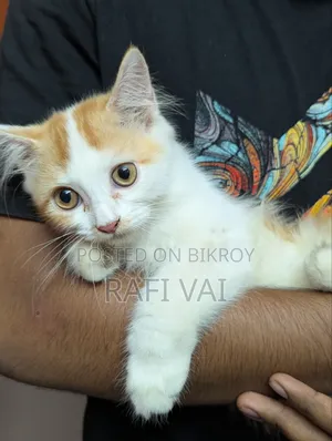 3-6 Months Male Mixed Breed Persian
