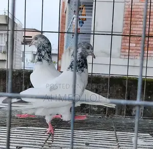 White Golden Pair