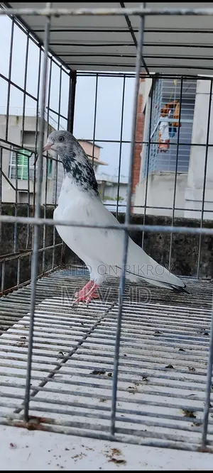 হোহাইট গোল্ডেন পেয়ার