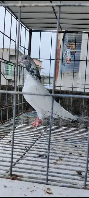 হোহাইট গোল্ডেন পেয়ার