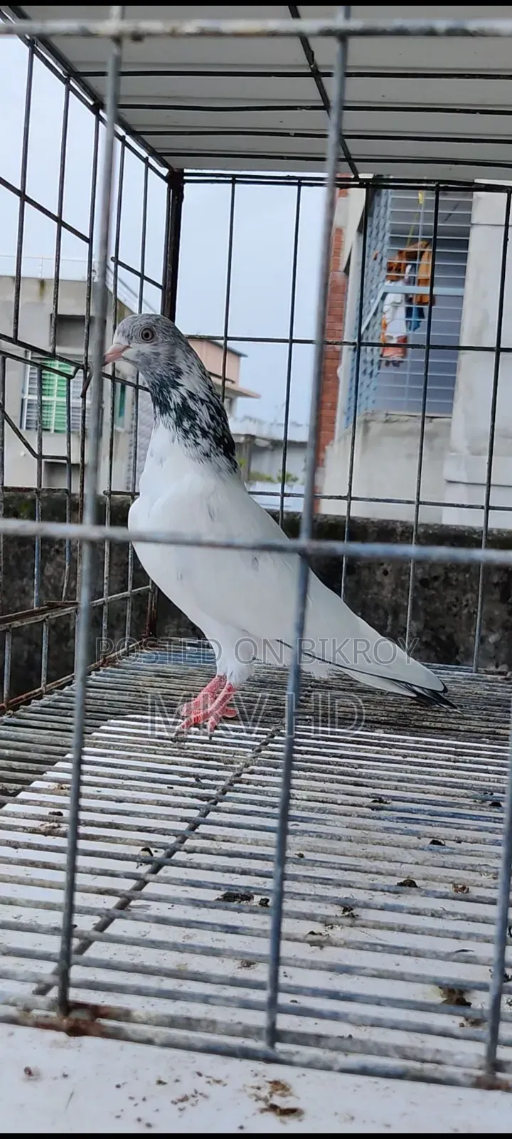 হোহাইট গোল্ডেন পেয়ার