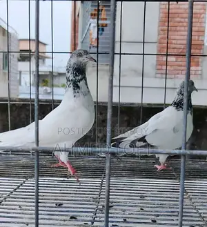 হোহাইট গোল্ডেন পেয়ার