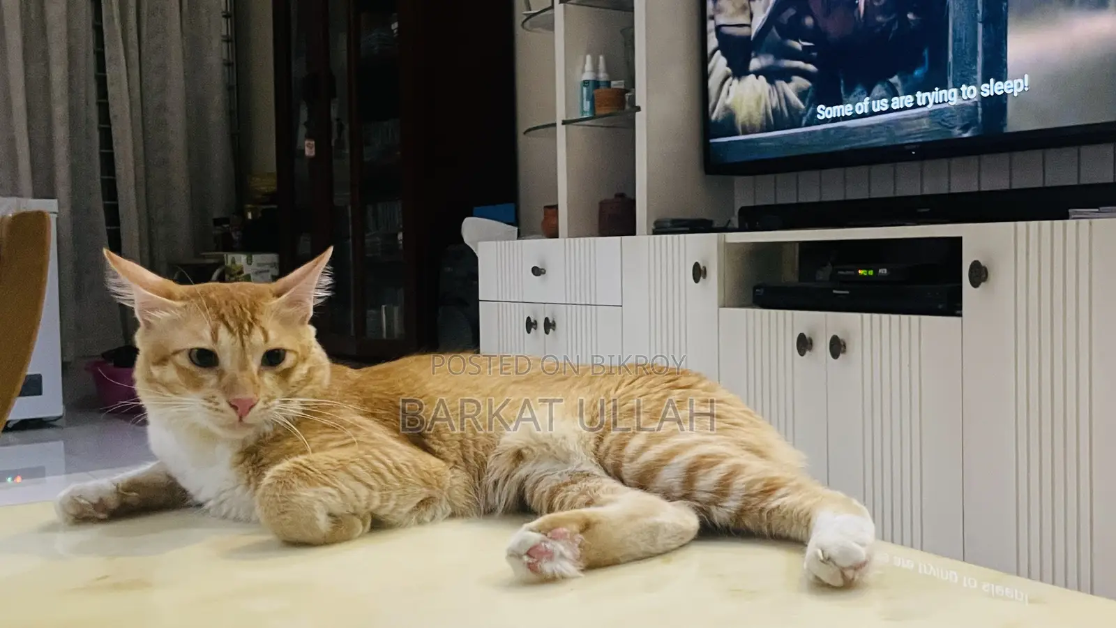 6-12 Months Male Mixed Breed Persian