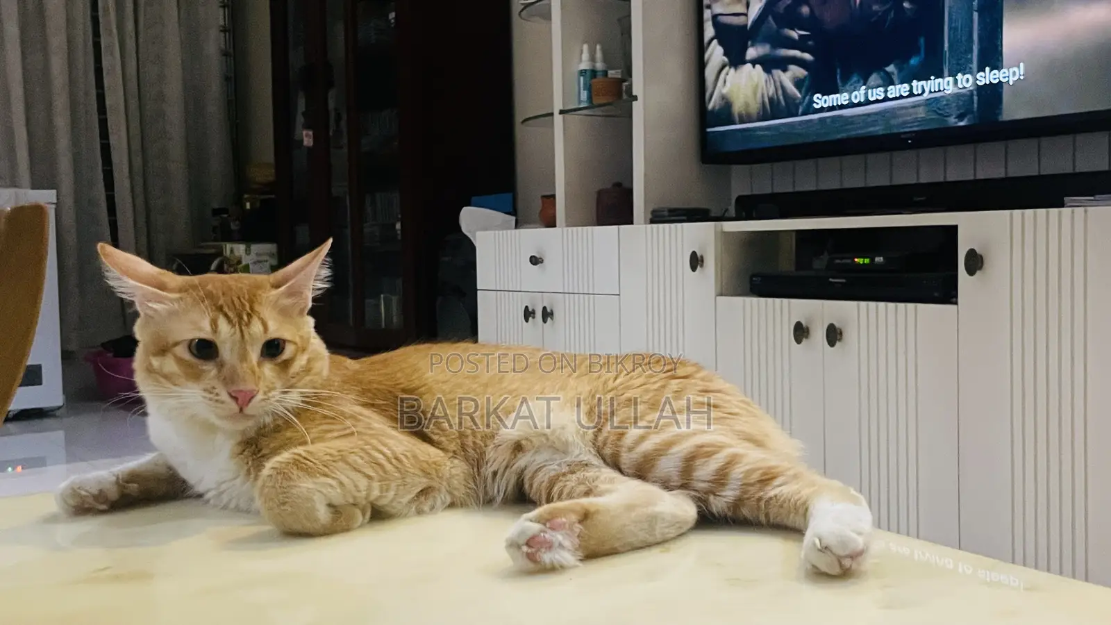 6-12 Months Male Mixed Breed Persian