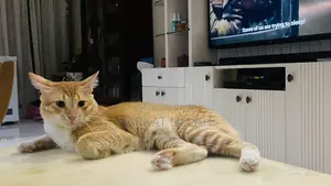 6-12 Months Male Mixed Breed Persian