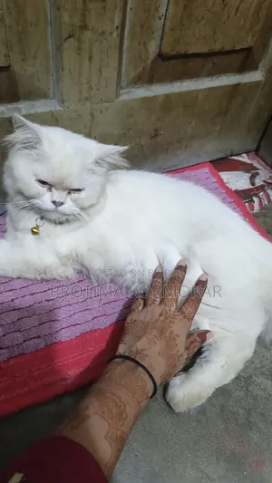 ৬-১২ মাসের নর খাঁটি জাতের