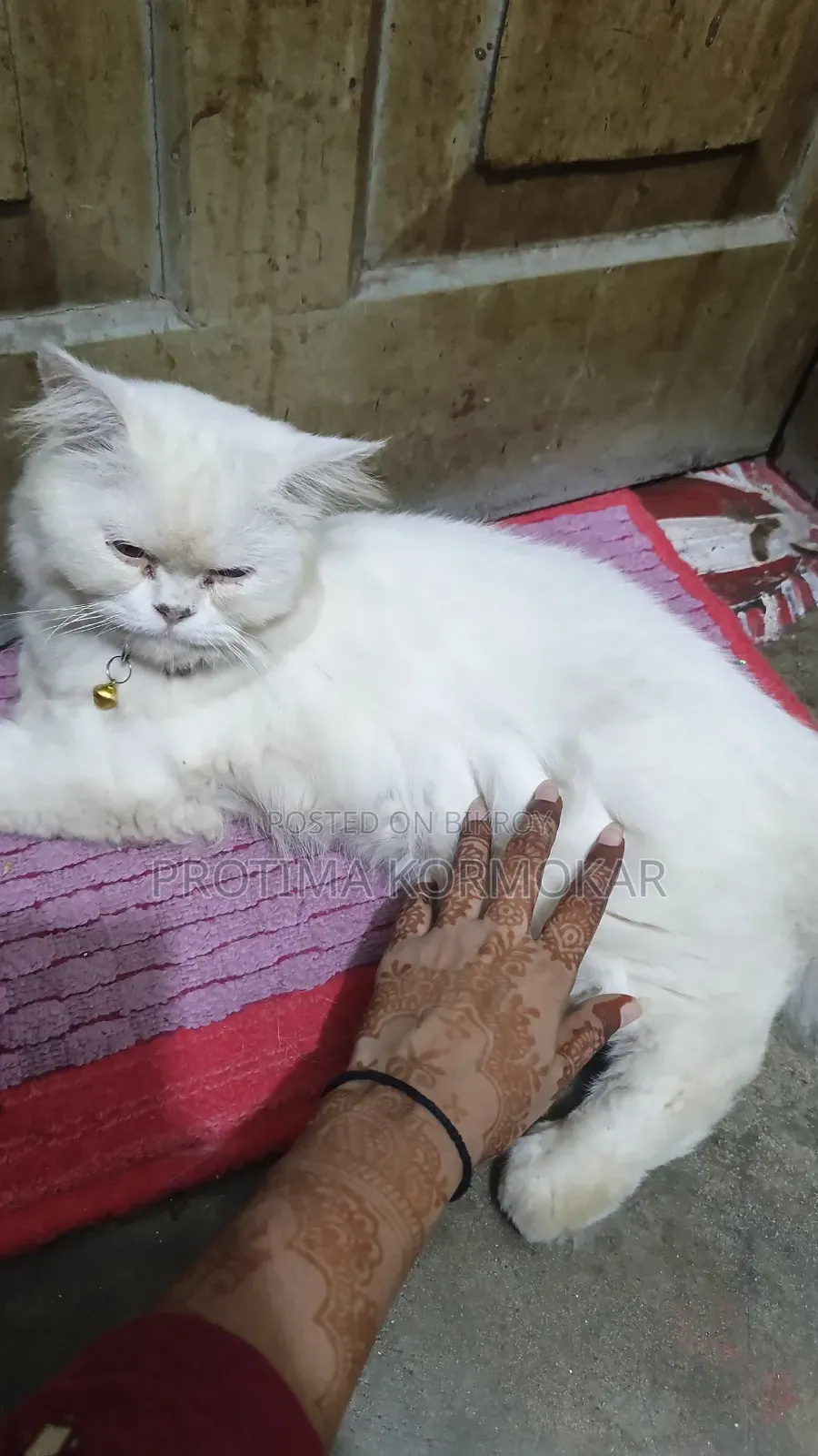 ৬-১২ মাসের নর খাঁটি জাতের