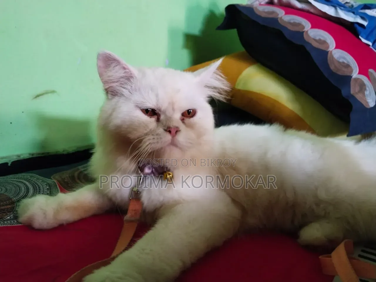 ৬-১২ মাসের নর খাঁটি জাতের