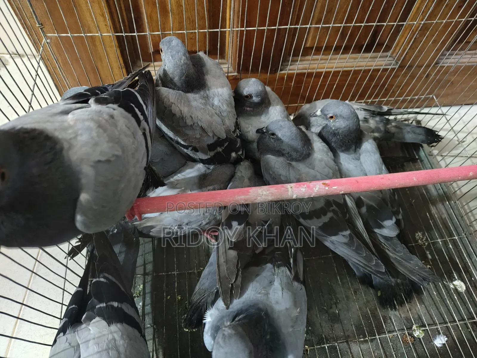 Wild Jalali Female Pigeon