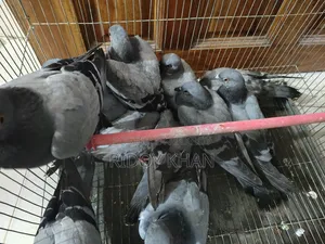 Wild Jalali Female Pigeon