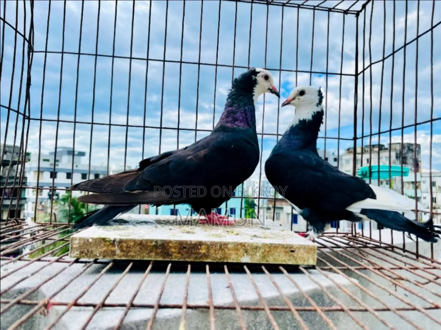 03 Pairs of Raj Golla Pigeons