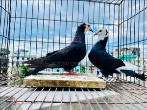 03 Pairs of Raj Golla Pigeons