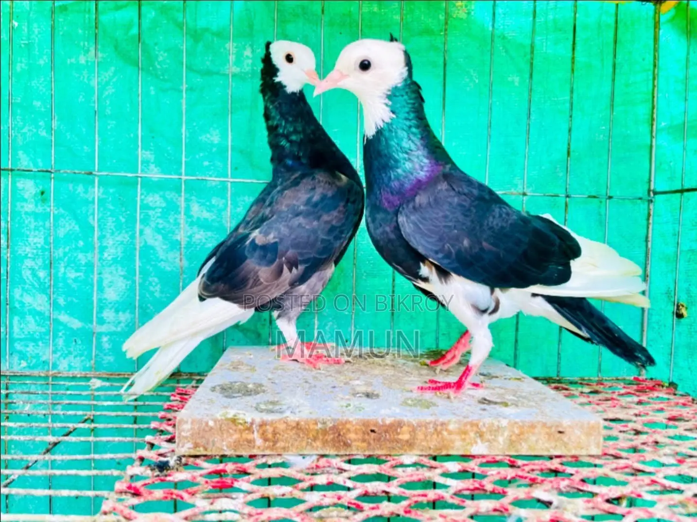03 Pairs of Raj Golla Pigeons