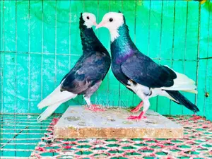 03 Pairs of Raj Golla Pigeons