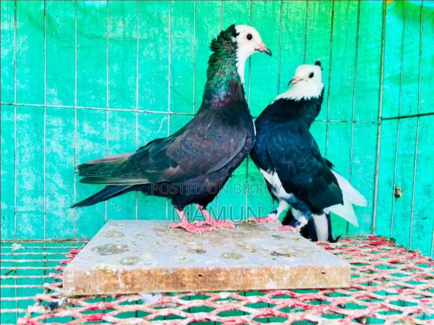 03 Pairs of Raj Golla Pigeons