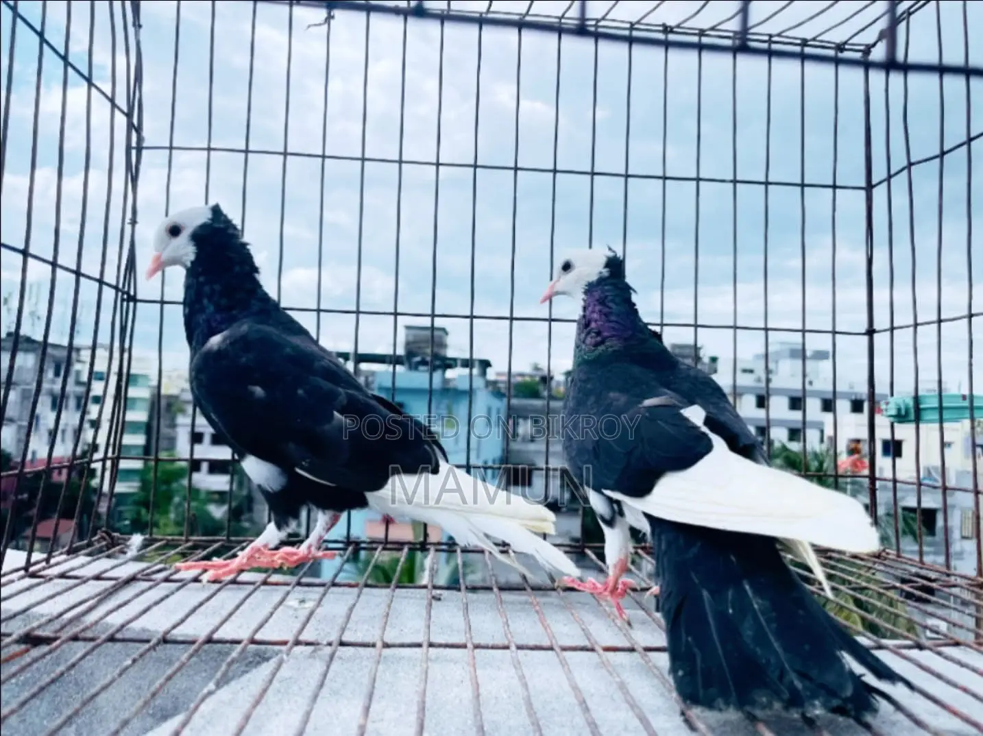 03 Pairs of Raj Golla Pigeons