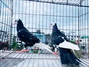 03 Pairs of Raj Golla Pigeons