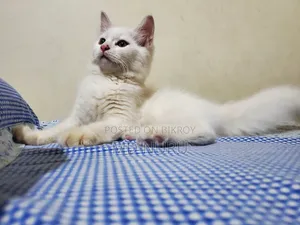 1-3 Months Male Purebred Persian