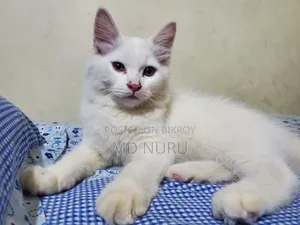 1-3 Months Male Purebred Persian