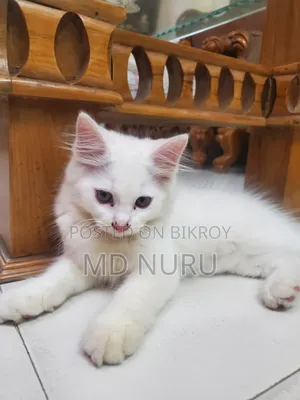 1-3 Months Male Purebred Persian