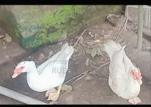 পুরুষ চিনা হাঁস বিক্রি হবে