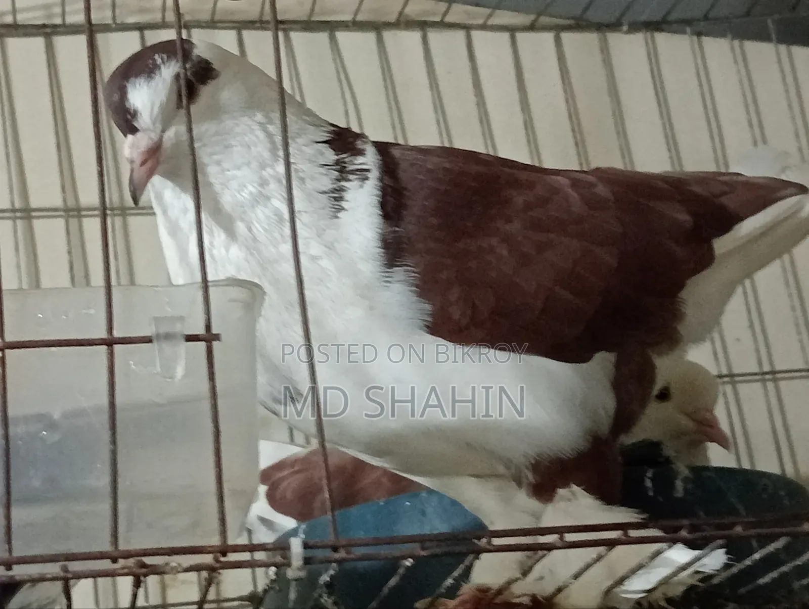 Md Shahan Sheikh