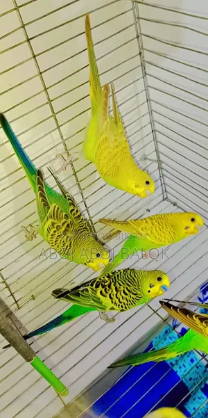 বাজিগার পাখি বিক্রি হবে