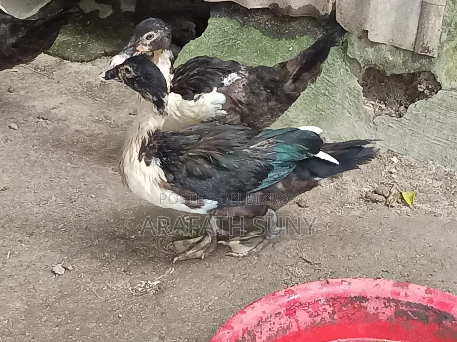 Muscovy Duck