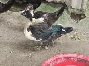 Muscovy Duck