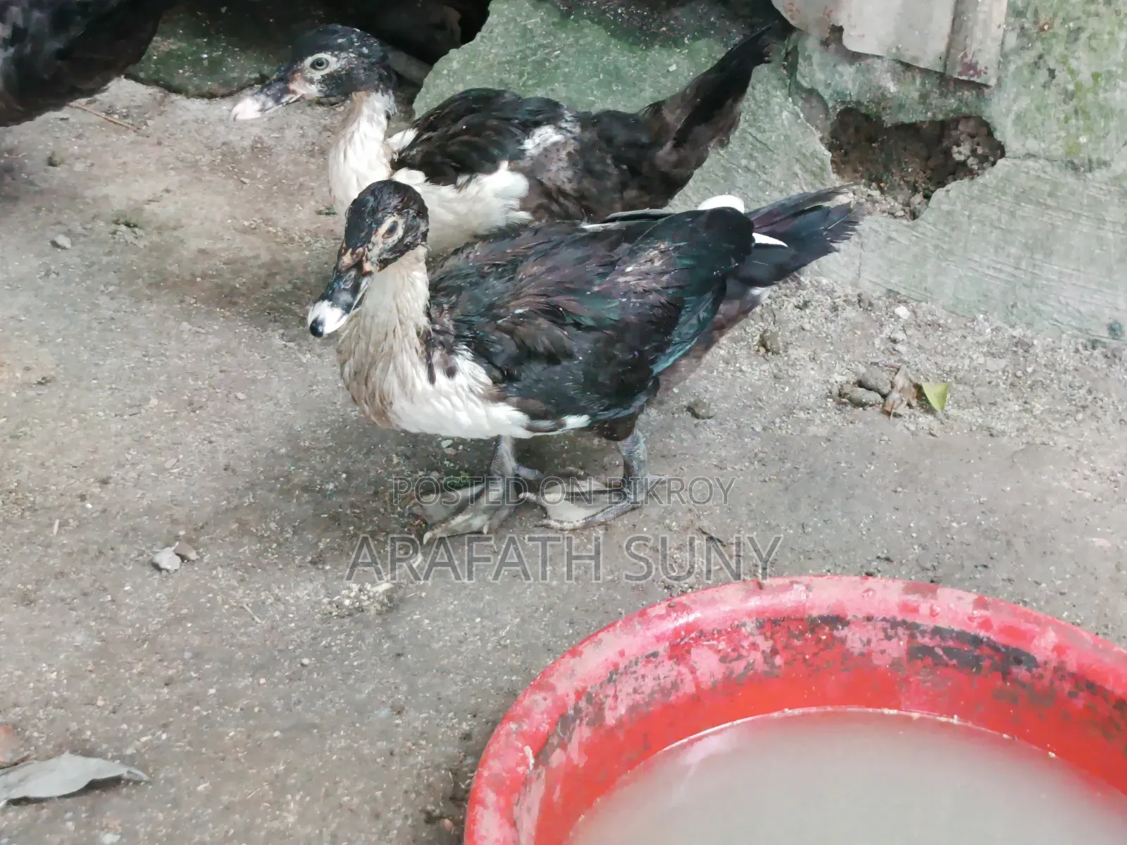Muscovy Duck