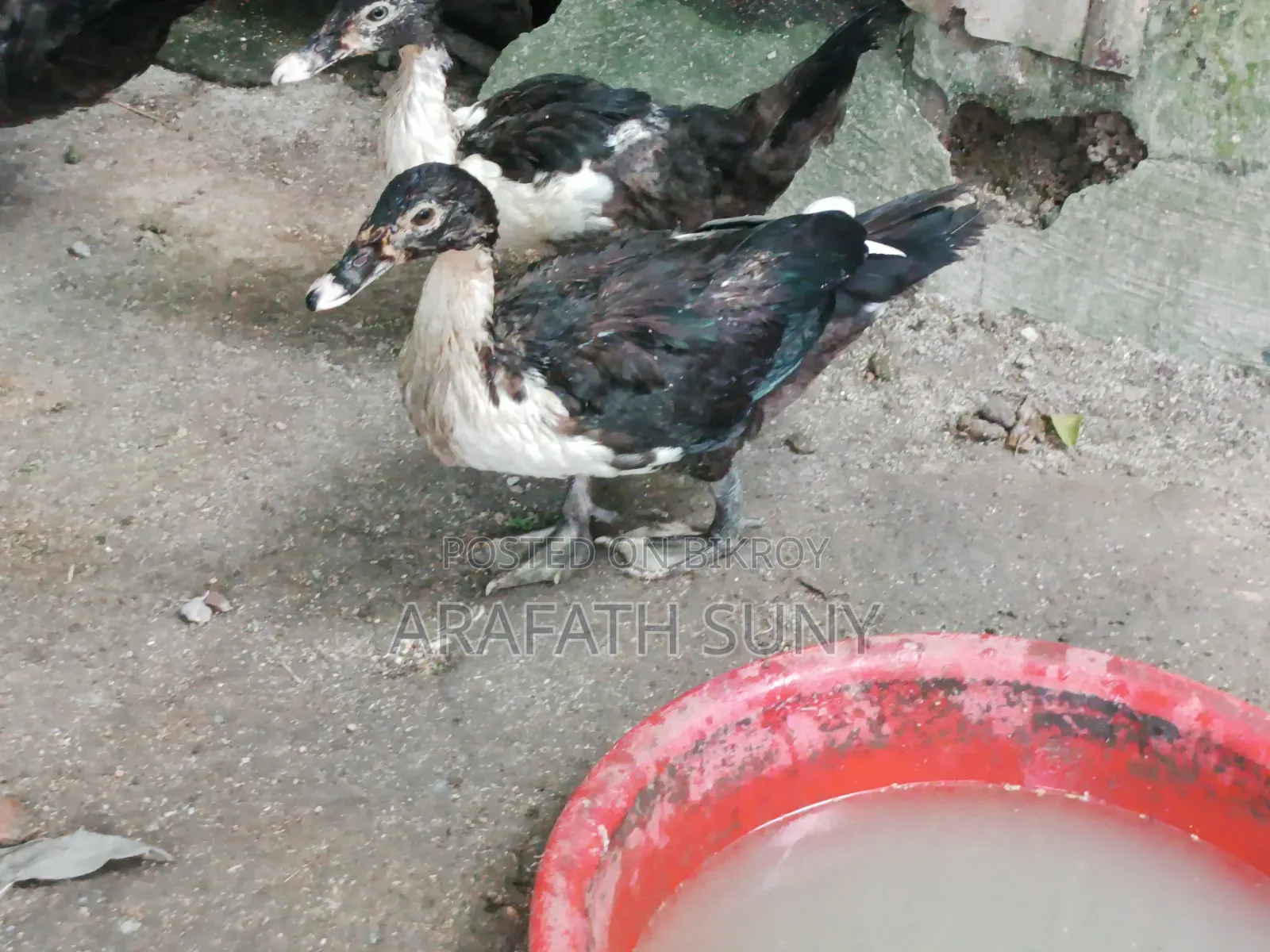 Muscovy Duck
