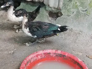 Muscovy Duck