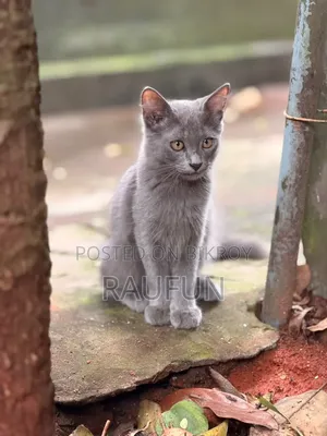 3-6 Months Male Mixed Breed British Shorthair