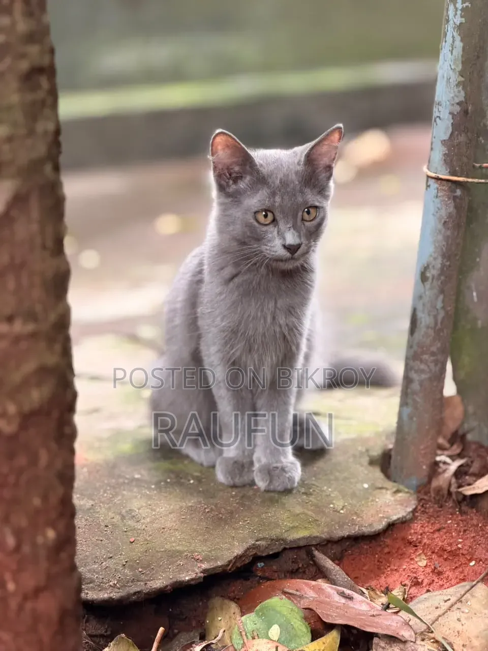 3-6 Months Male Mixed Breed British Shorthair