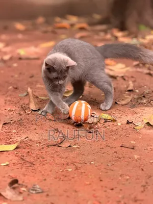 3-6 Months Male Mixed Breed British Shorthair