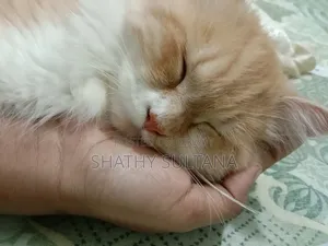 ৬-১২ মাস বয়সী স্ত্রী খাঁটি পার্সিয়ান বিড়াল