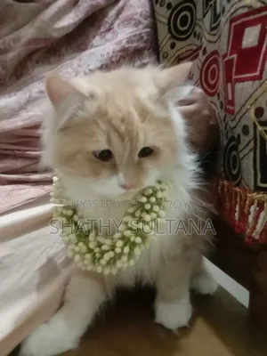 ৬-১২ মাস বয়সী স্ত্রী খাঁটি পার্সিয়ান বিড়াল