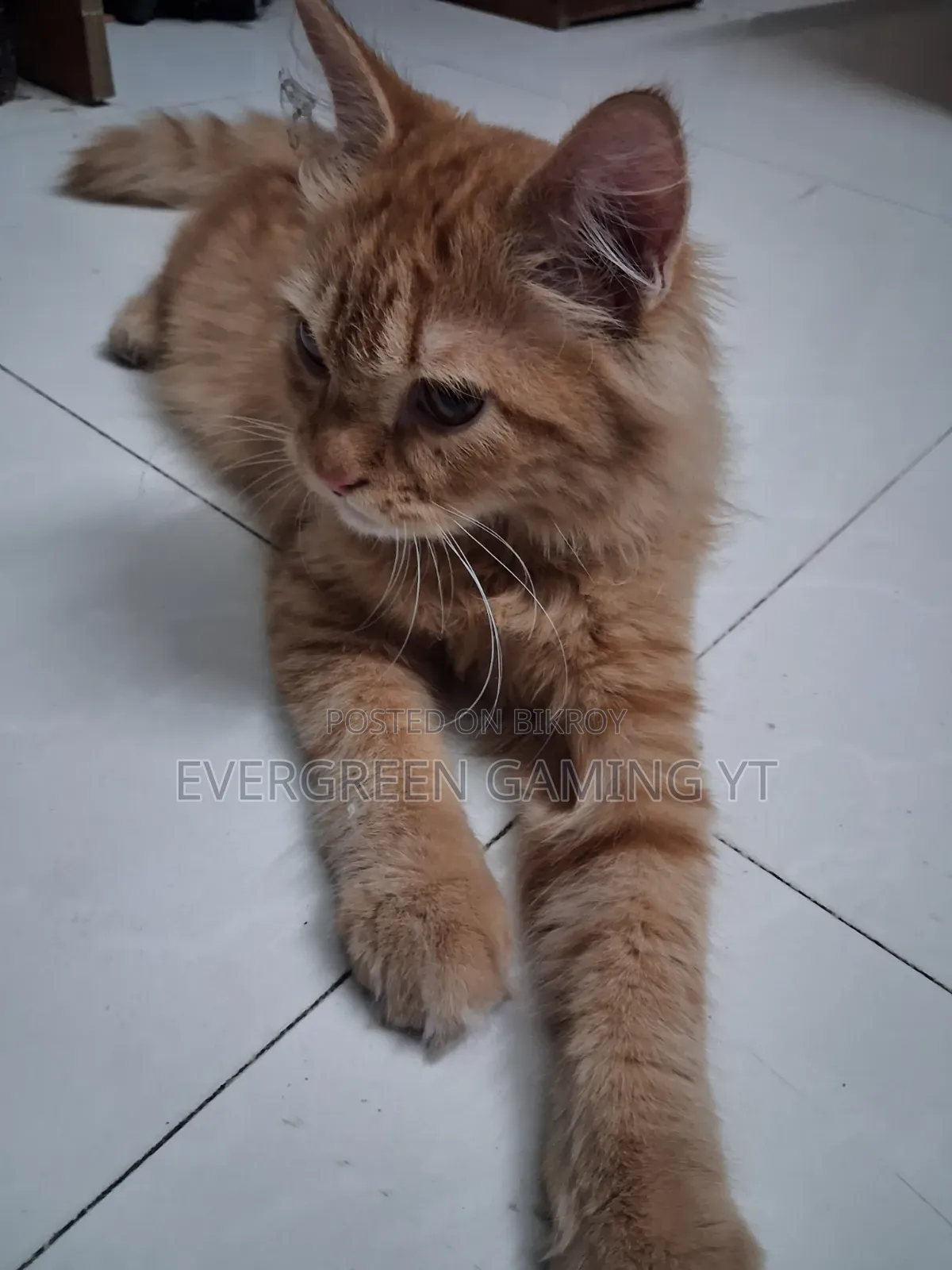 6-12 Months Male Mixed Breed Persian