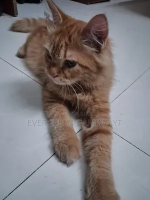 6-12 Months Male Mixed Breed Persian