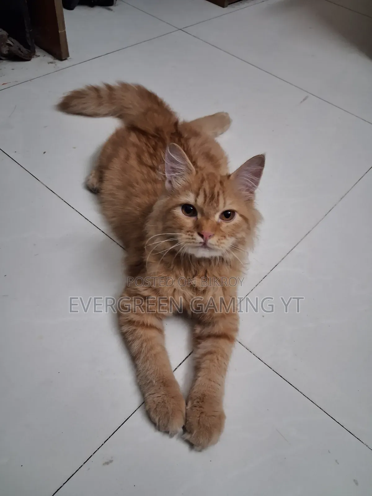 6-12 Months Male Mixed Breed Persian