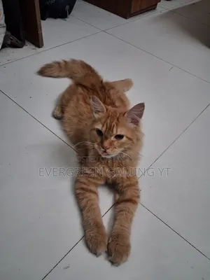 6-12 Months Male Mixed Breed Persian