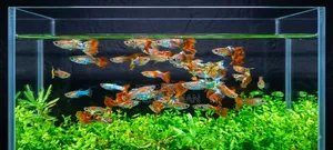 Guppy Fish