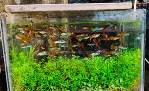 Guppy Fish
